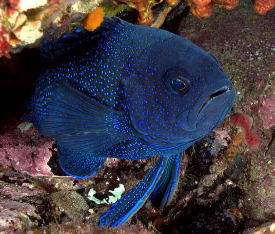 Paraplesiops meleagris